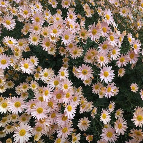 Meet your Posher, Alanna - Picture 1 of 1