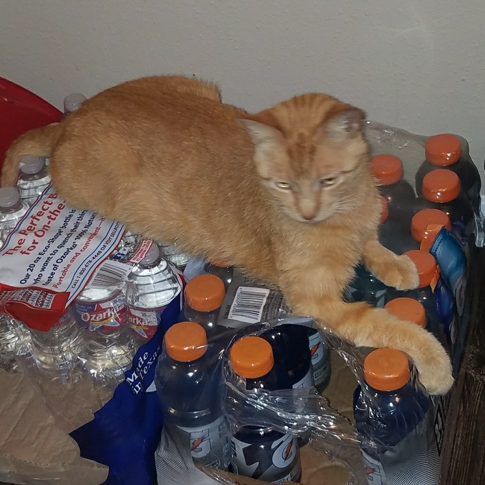 Meet your Posher, Savannah