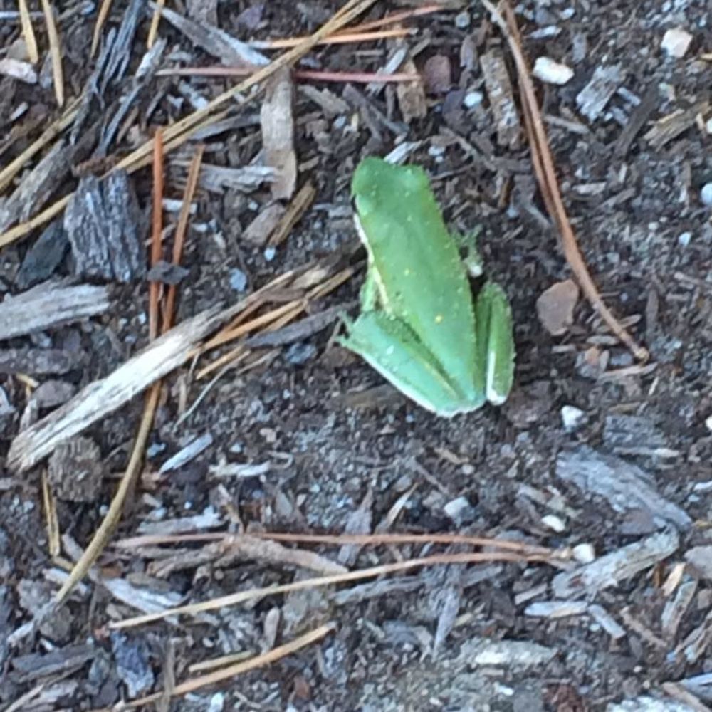 Meet your Posher, Tabby