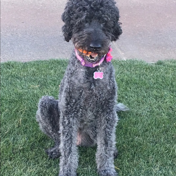 Meet your Posher, Pam - Picture 1 of 1