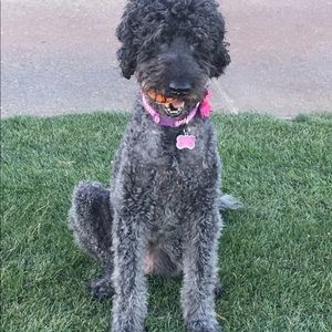 Meet your Posher, Pam