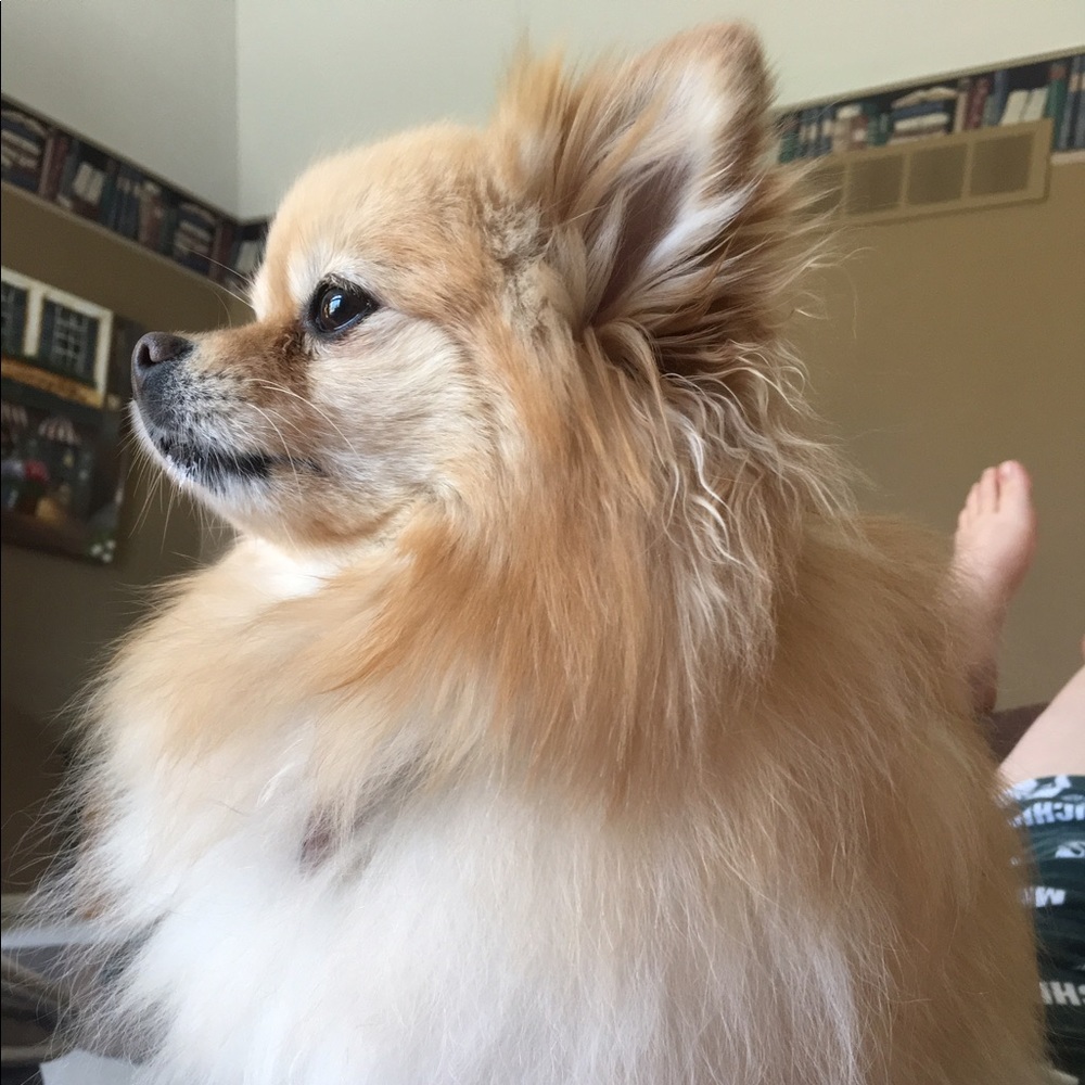 Meet your Posher, Kelly