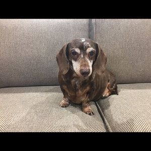 Meet your Posher, Lacey