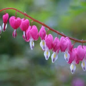 Meet your Posher, Yeabsera