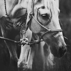 Meet your Posher, Kualani