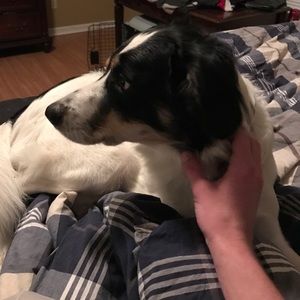 Meet your Posher, Roy