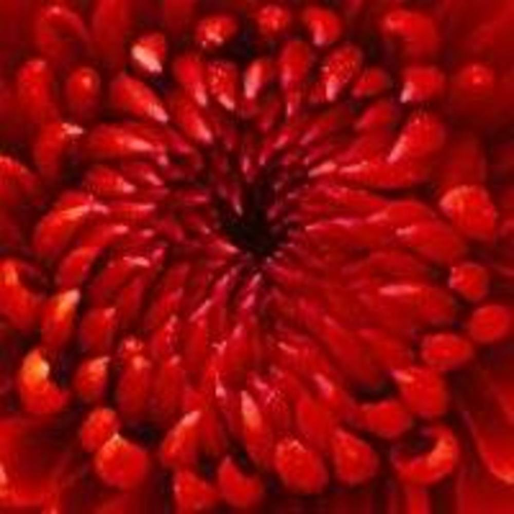 Meet your Posher, Paloma