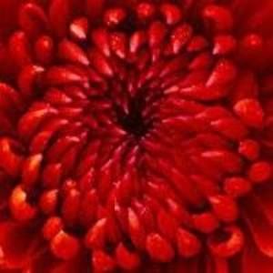 Meet your Posher, Paloma