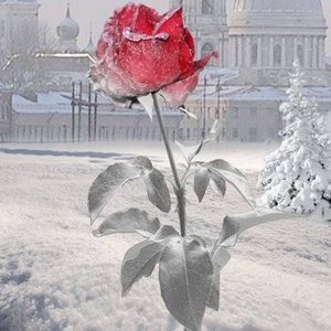 Meet your Posher, Sonia