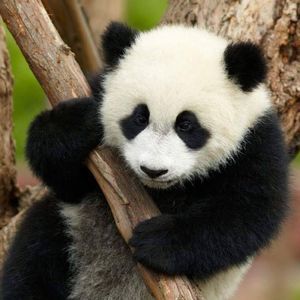 Meet your Posher, Alan