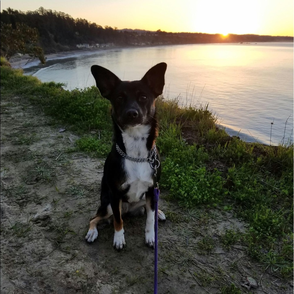 Meet your Posher, Clara