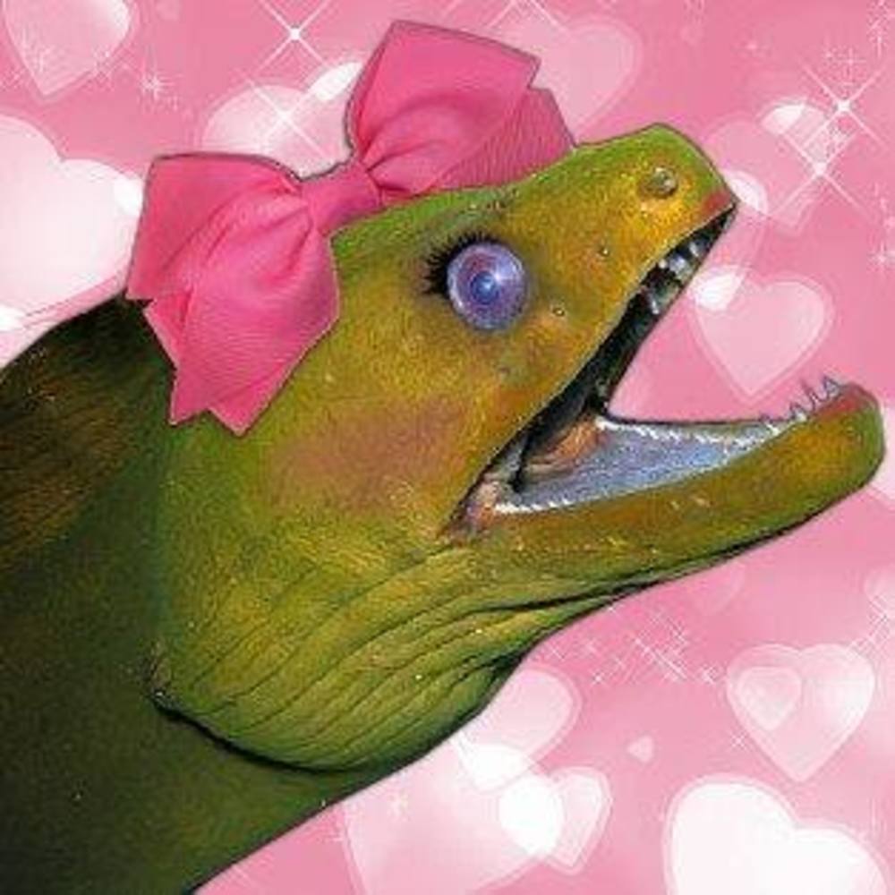 Meet your Posher, Alexandra