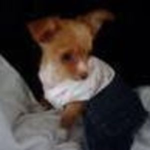 Meet your Posher, Dottavio