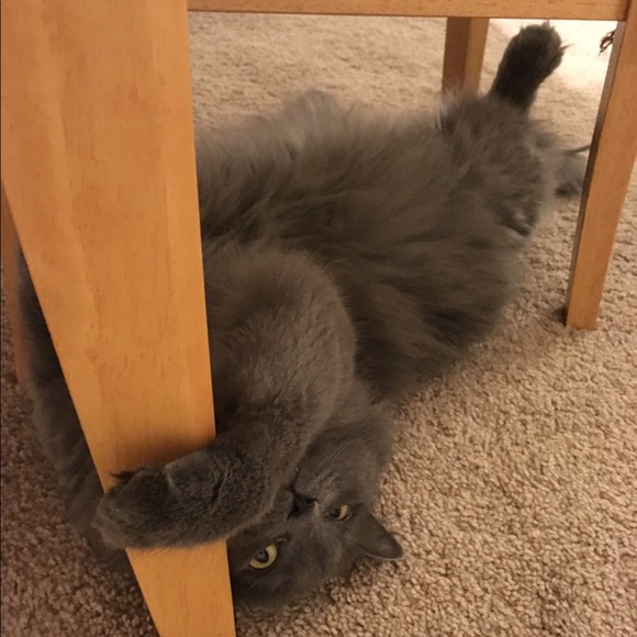 Meet your Posher, Megan - Picture 6 of 8