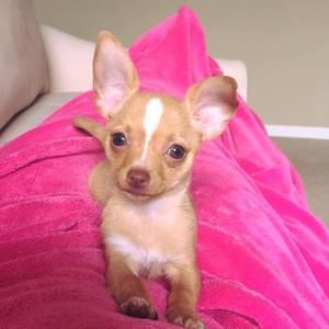 Meet your Posher, Essence