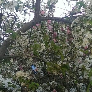 Meet your Posher, Angeli joy