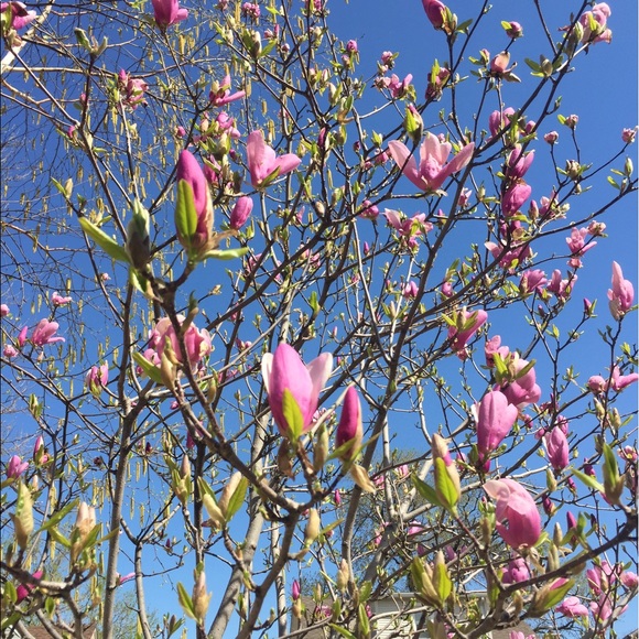 Meet your Posher, Nicolette - Picture 2 of 2