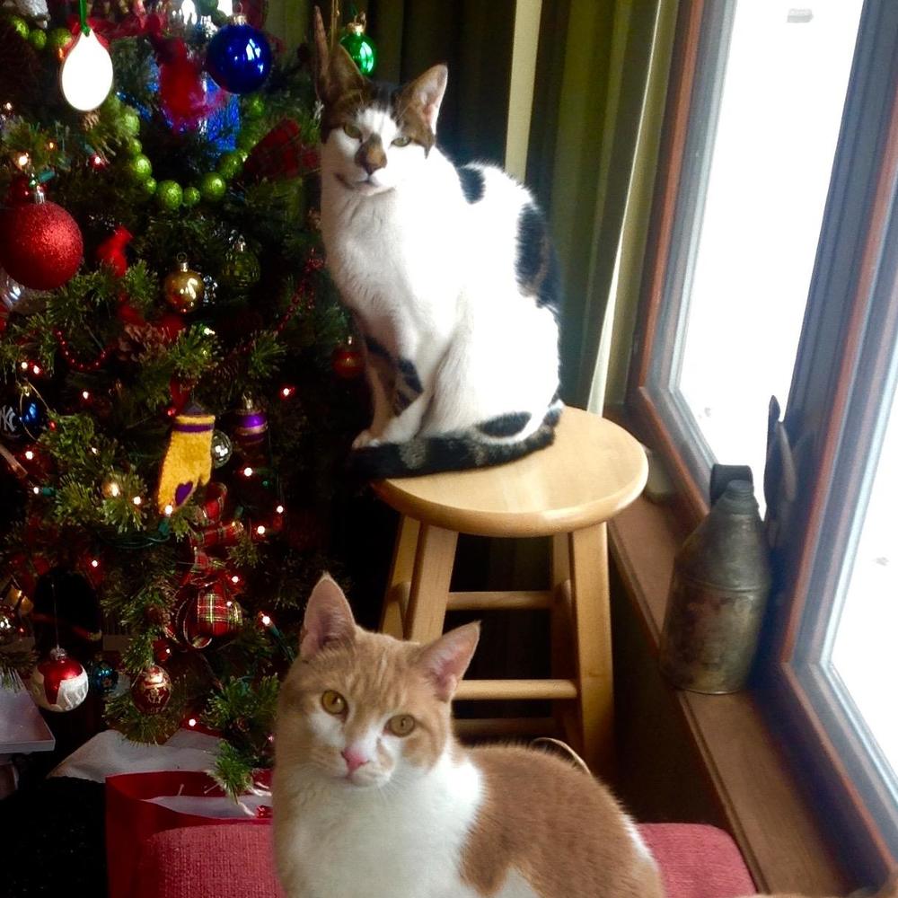 Meet your Posher, Susan