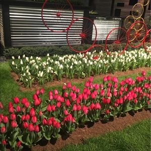 Meet your Posher, Dawn