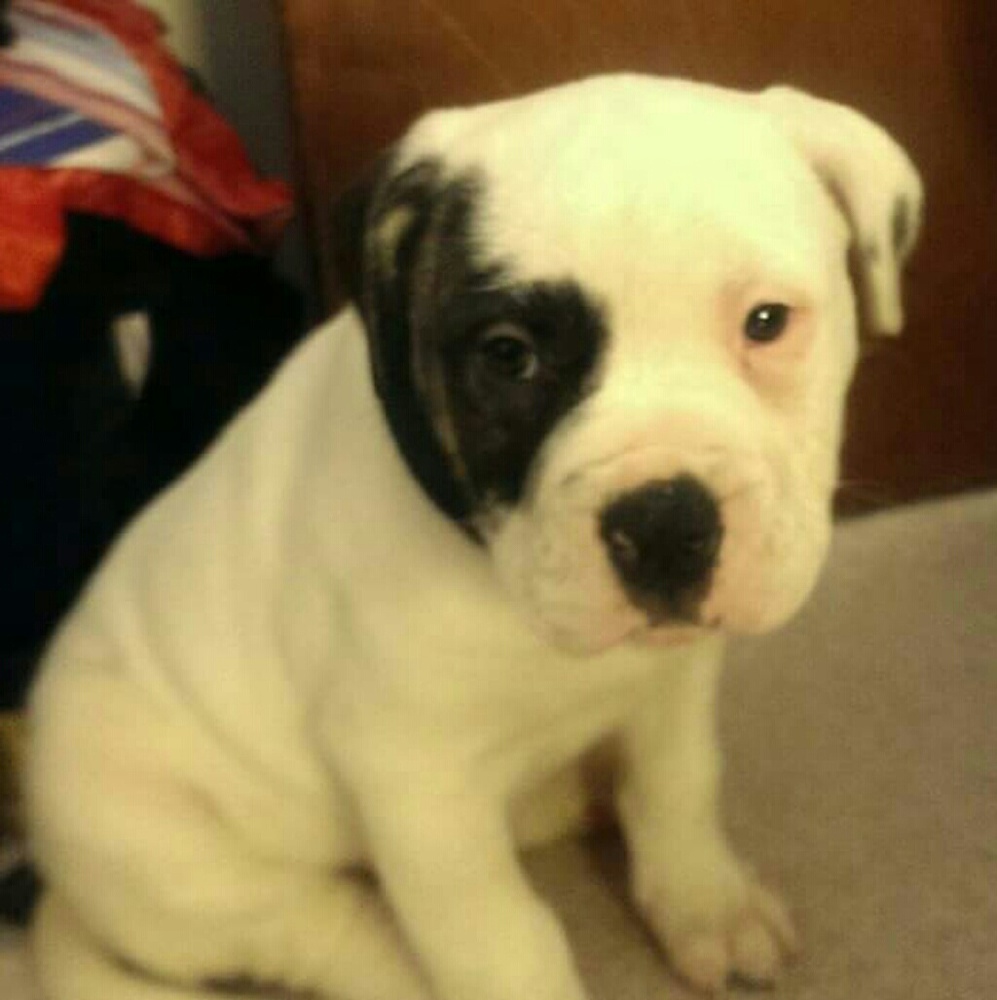 Meet your Posher, Shelley