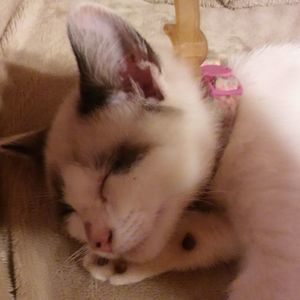 Meet your Posher, Susie