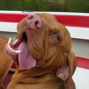 Meet your Posher, Gidget