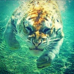 Meet your Posher, Dustin