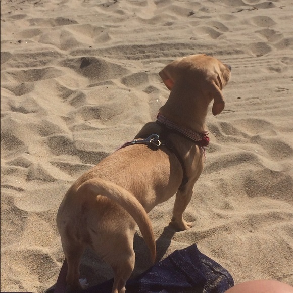 Adorable Savannah Beagle Mix dog & Luca the handsome bichon frise dog - Picture 14 of 16