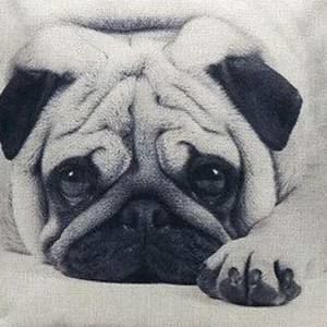 Meet your Posher, Paige