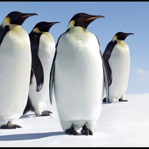 Meet your Posher, Cameron