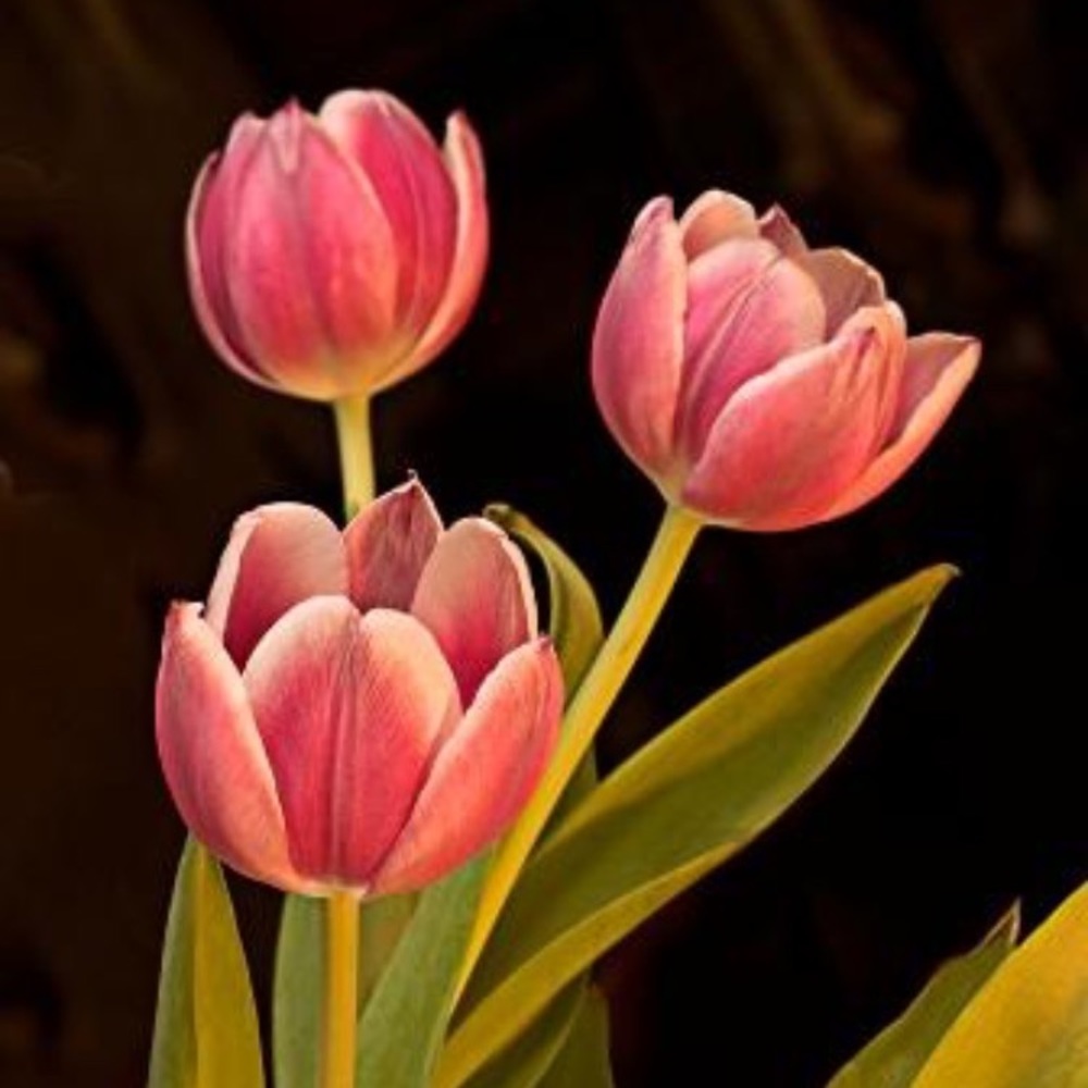 Meet your Posher, Aliyah