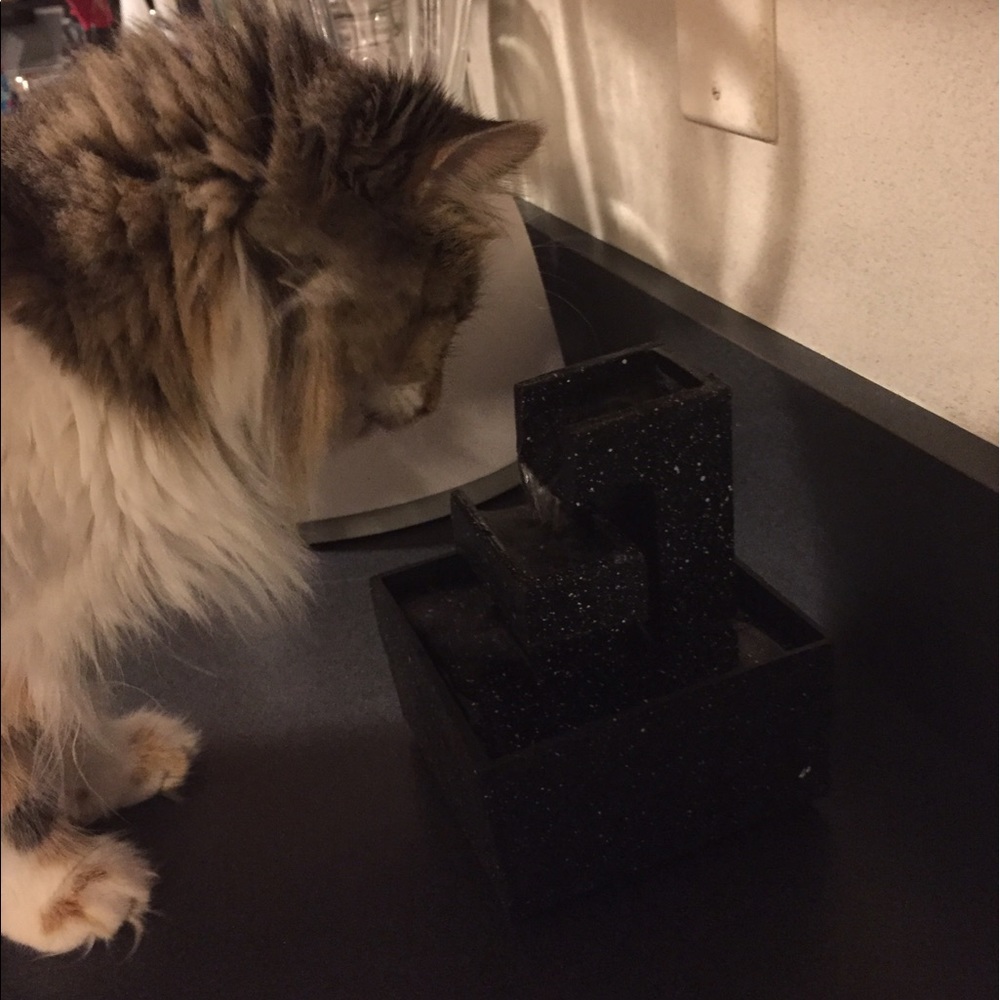 Meet your Posher, Elizabeth