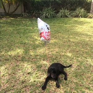 Meet your Posher, Morgan