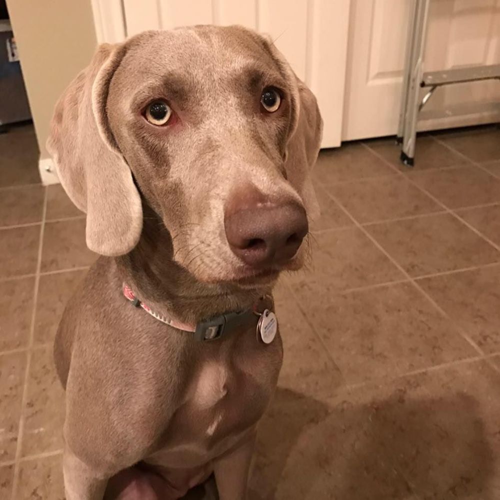 Meet your Posher, Mia