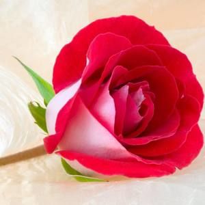 Meet your Posher, Neila