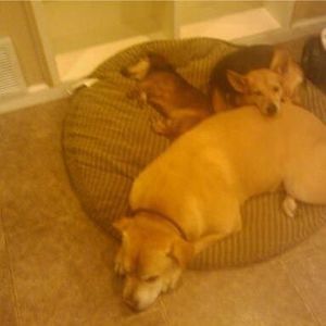 Meet your Posher, Wilson