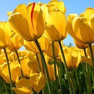 Meet your Posher, Ivanka