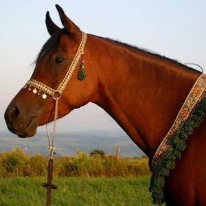 Meet your Posher, Zenith