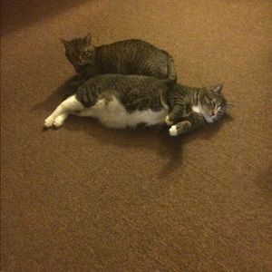 Meet your Posher, Misty