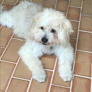 Meet your Posher, Orianna