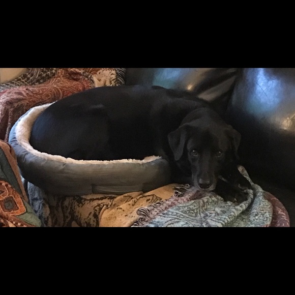 Meet your Posher, Randy - Picture 4 of 8