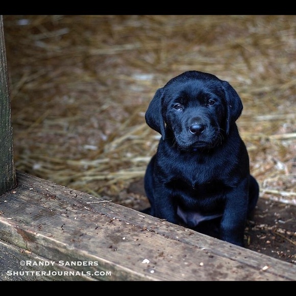 Meet your Posher, Randy - Picture 5 of 8