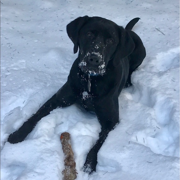 Meet your Posher, Randy - Picture 6 of 8