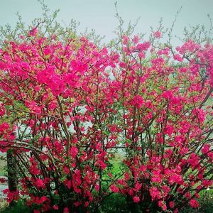 Meet your Posher, Duong