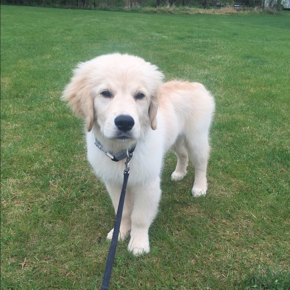 Meet your Posher, Donna