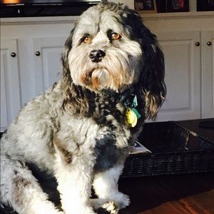 Meet your Posher, Amy