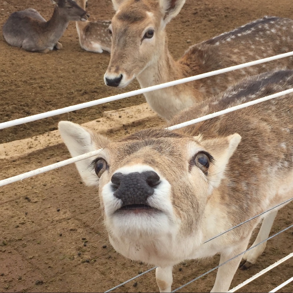 Meet your Posher, Moira