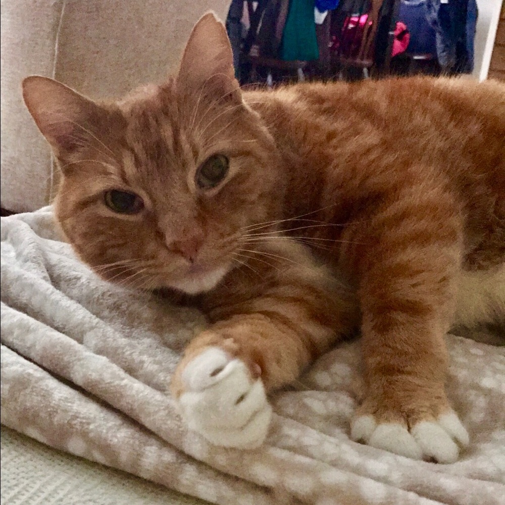 Meet your Posher, Sammy