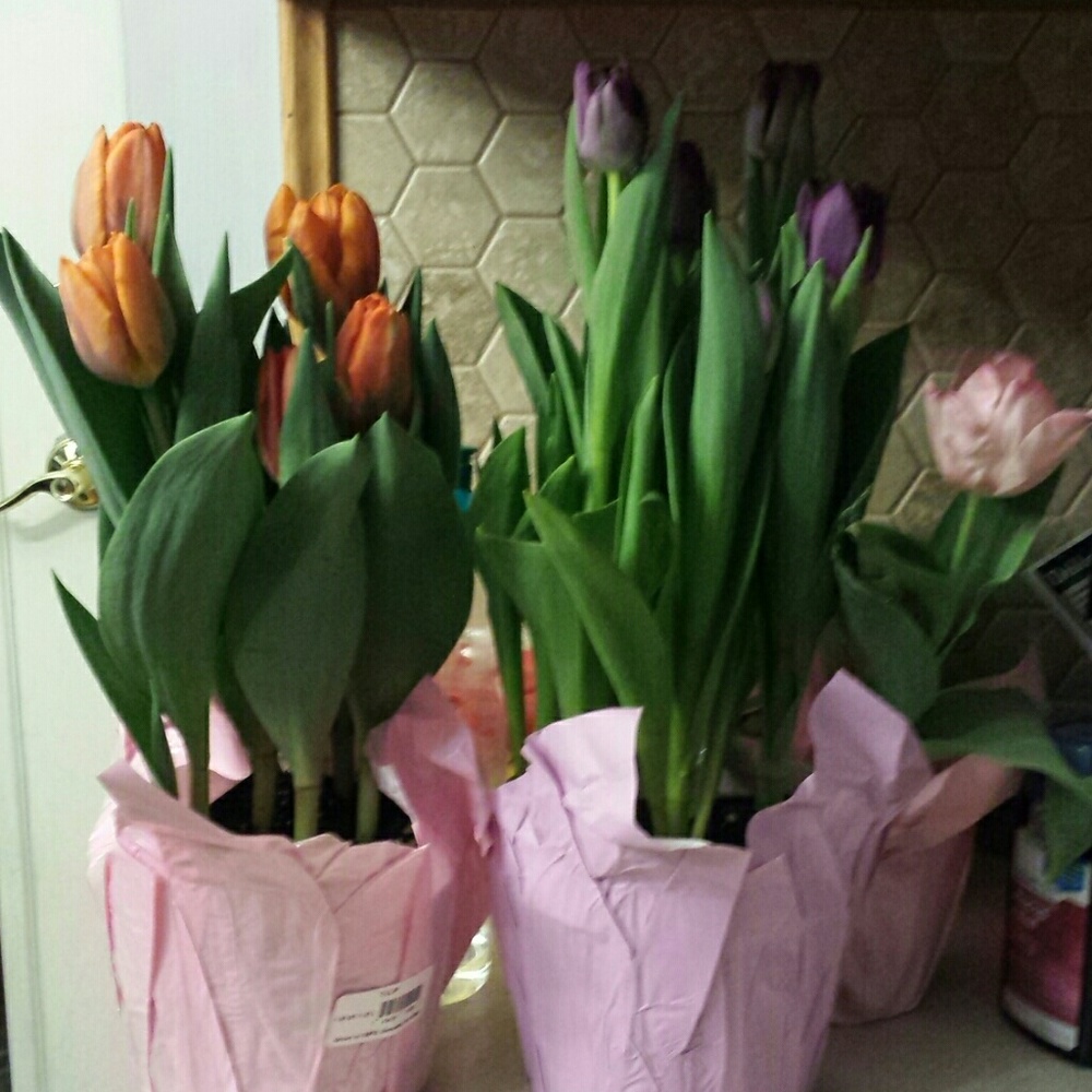 Meet your Posher, Nancy