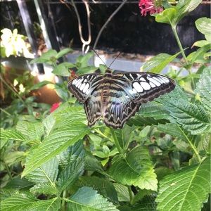 Meet your Posher, Cierra